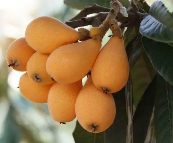 Mudas de NESPERA PORTUGUESA (Ameixa amarela)