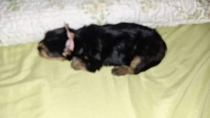 Yorkshire Terrier MACHO