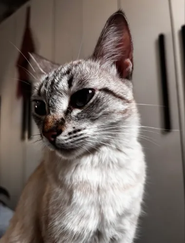 Gata adoção