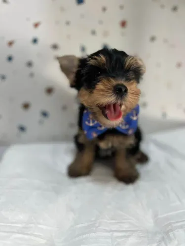 Filhote Yorkshire Terrier, Seu novo cãopanheiro está esperando para mudar sua vida!