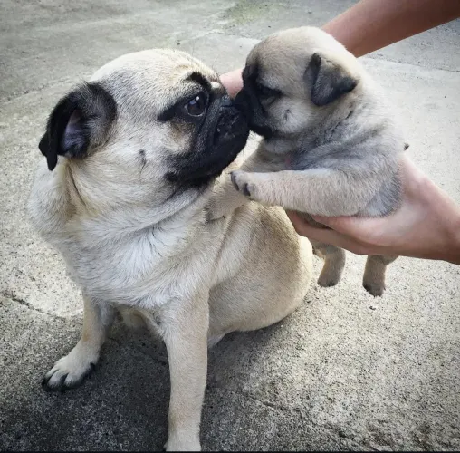 Filhote pug, Os companheiros mais leais estão aqui, só esperando por você!
