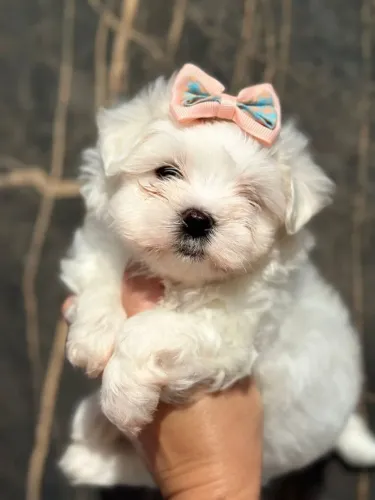 Maltês Fêmea Disponível!! Uma Princesa.