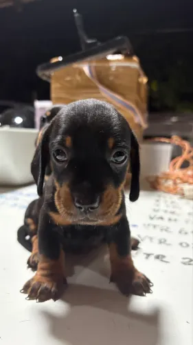 Dachshund/Salsicha