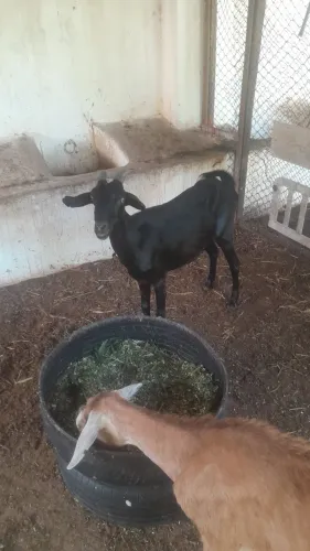 Vendo cabras!