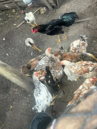 Galinhas caipira