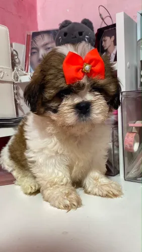 Filhote de Shihtzu
