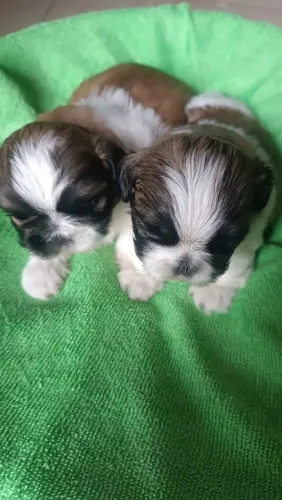 Filhotes de Shih Tzu a venda