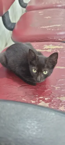 Adoção gatinha preta 2 meses filhote 