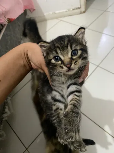 Doação de gatos 