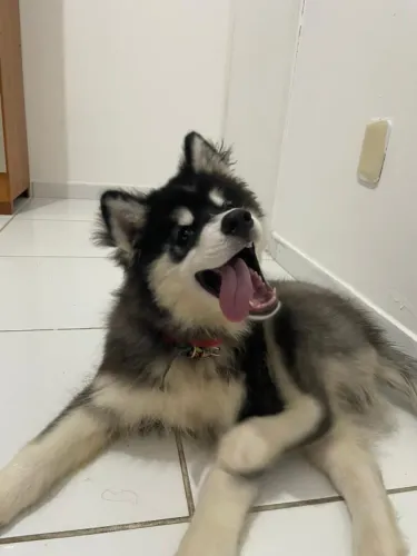 Husky siberiano