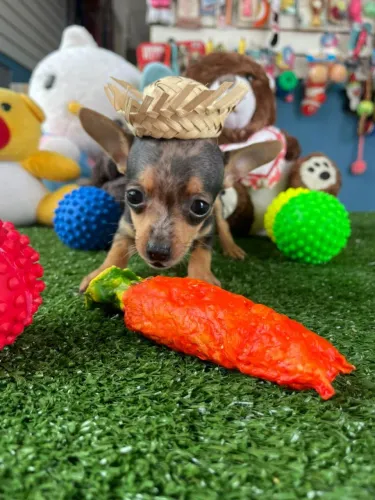 Pinscher arlequim macho 