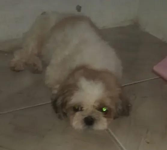 Fêmea shihtuz