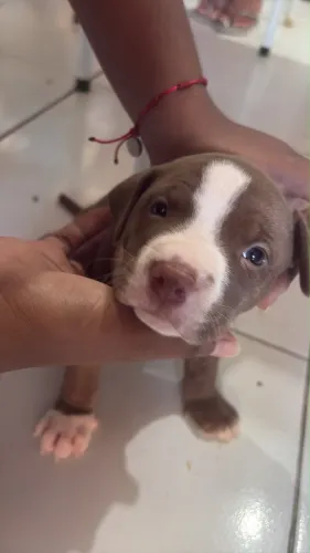 Cadelinha pitbull
