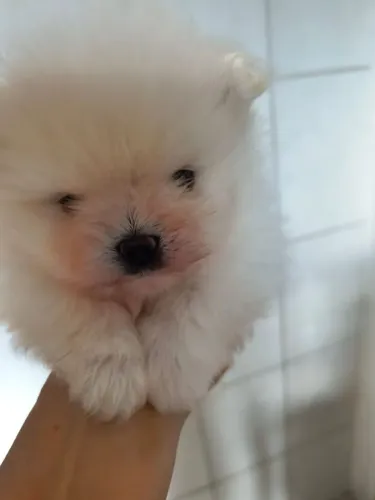 Lulu da Pomerânia 