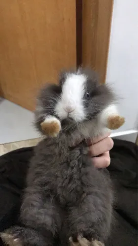 Coelho mini lion