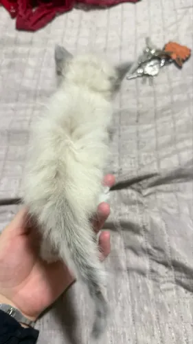 Linda gata Ragdoll com angora turco