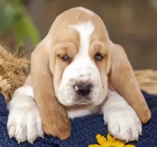 Filhote Basset Hound