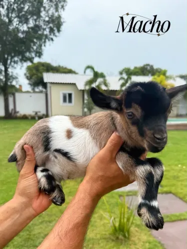 MINI CABRAS DISPONÍVEIS.