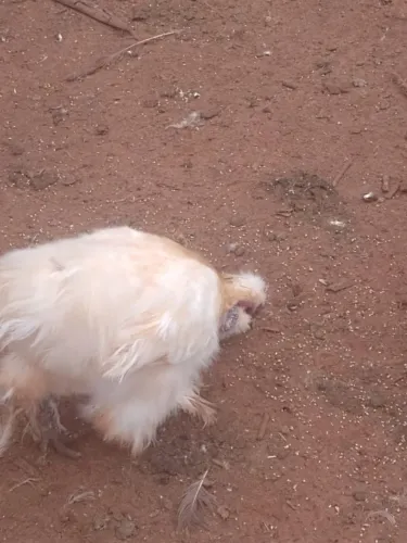 Galizé macho da raça Sedosa.