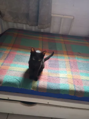 Doa se gata de 3 meses