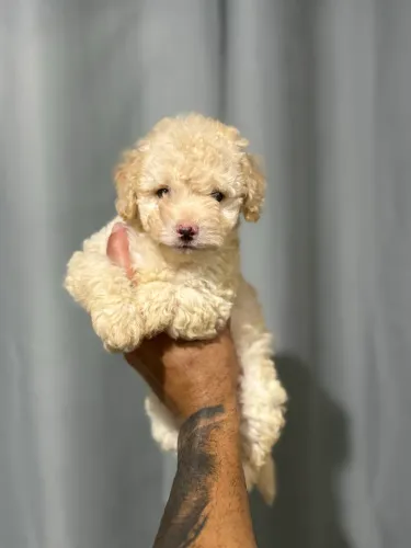 POODLE TOY MACHO