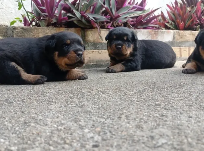 Rottweiler Puro