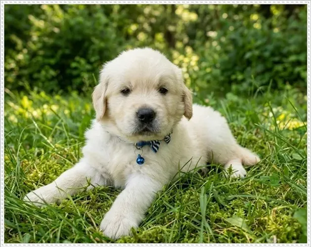 Filhote Golden Retriever com Pedigree.