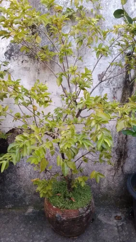 Plantas