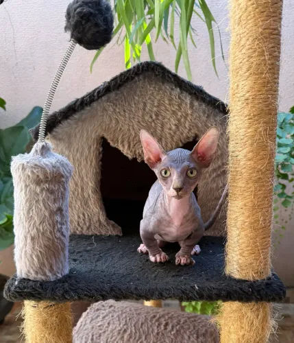 Filhote Sphynx Bambino 