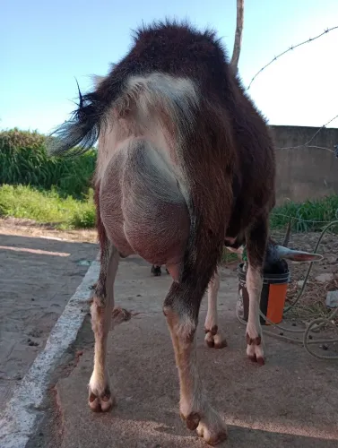 Cabras leiteira Lote 