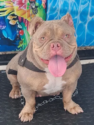 American bully exótic
