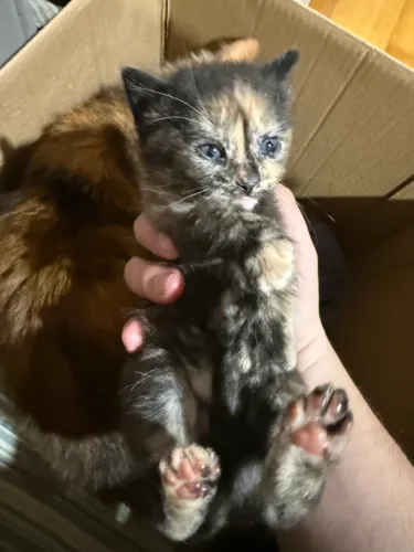 Filhote de gato tortie peludo doação