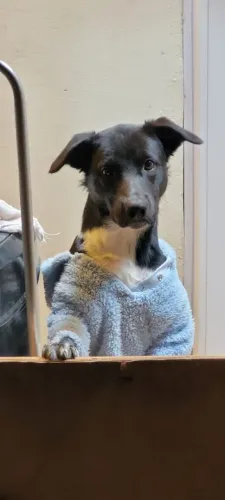 Adoção de cachorro 