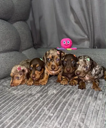 DACHSHUND CHOCOLATE