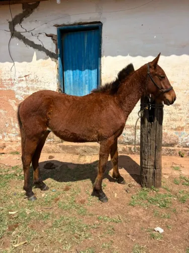 Potrinho