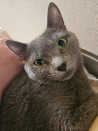 Gatinha castrada