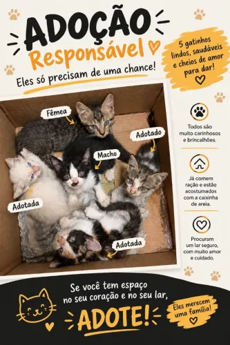 Gatos para adoção 
