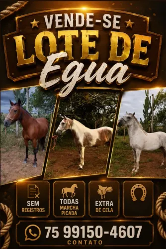3 Éguas mangalarga marchador de  marcha picada