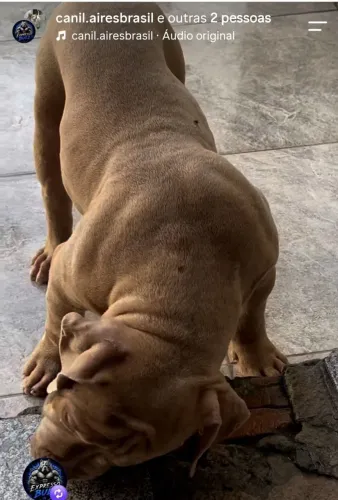 Vendo lindos pitmonster altíssimagenética