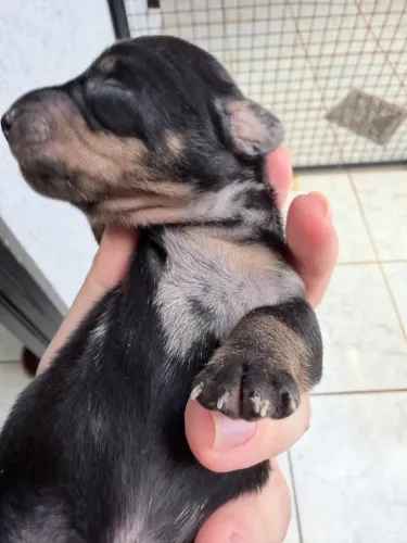 Filhotes macho dachshound (salsicha)