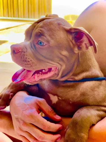 Filhotes de American bully 