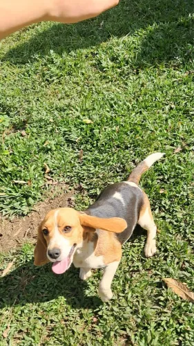 Beagles tricolor puros 