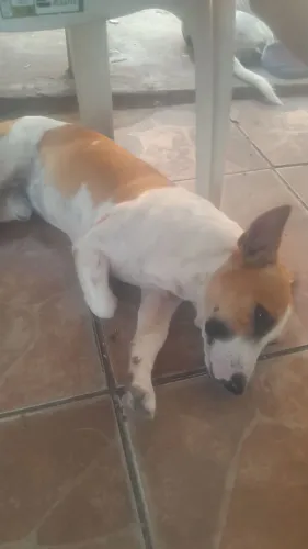 Doa-se Cachorro