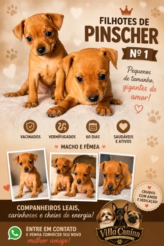 Filhotes de Pinscher