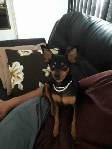 Cachorro ?