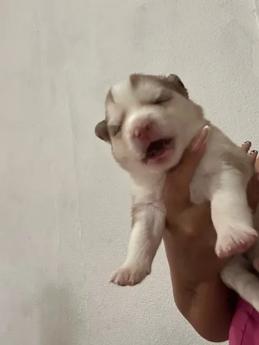 Filhotes de husky siberiano