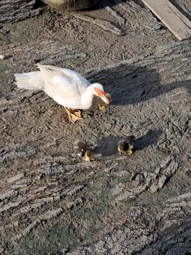Pata com 3 patinhos