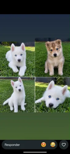 Husky disponível 