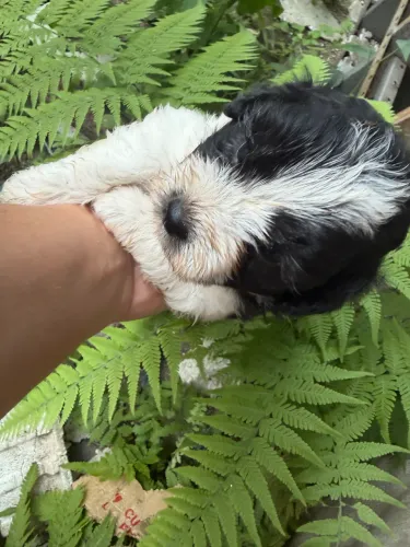 Filhote de poodle com Shih tzu macho e fêmea