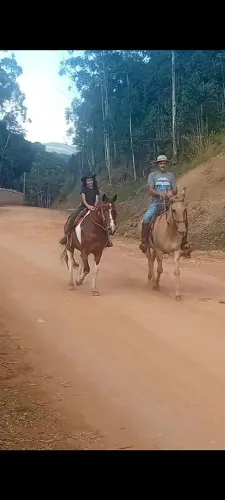 Vendo mula